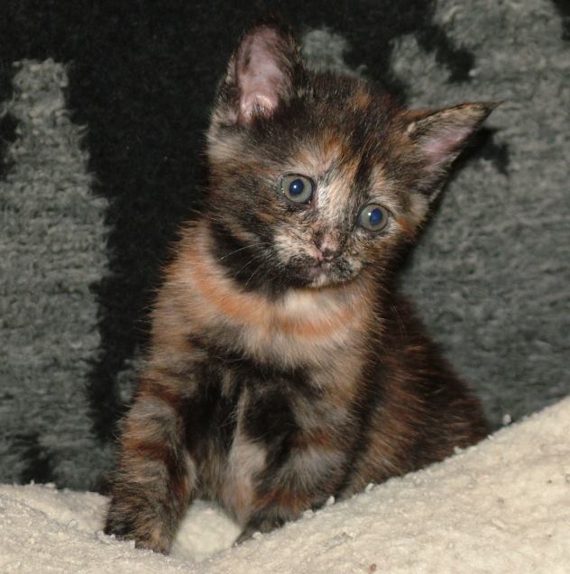 Horehound Little Kitty